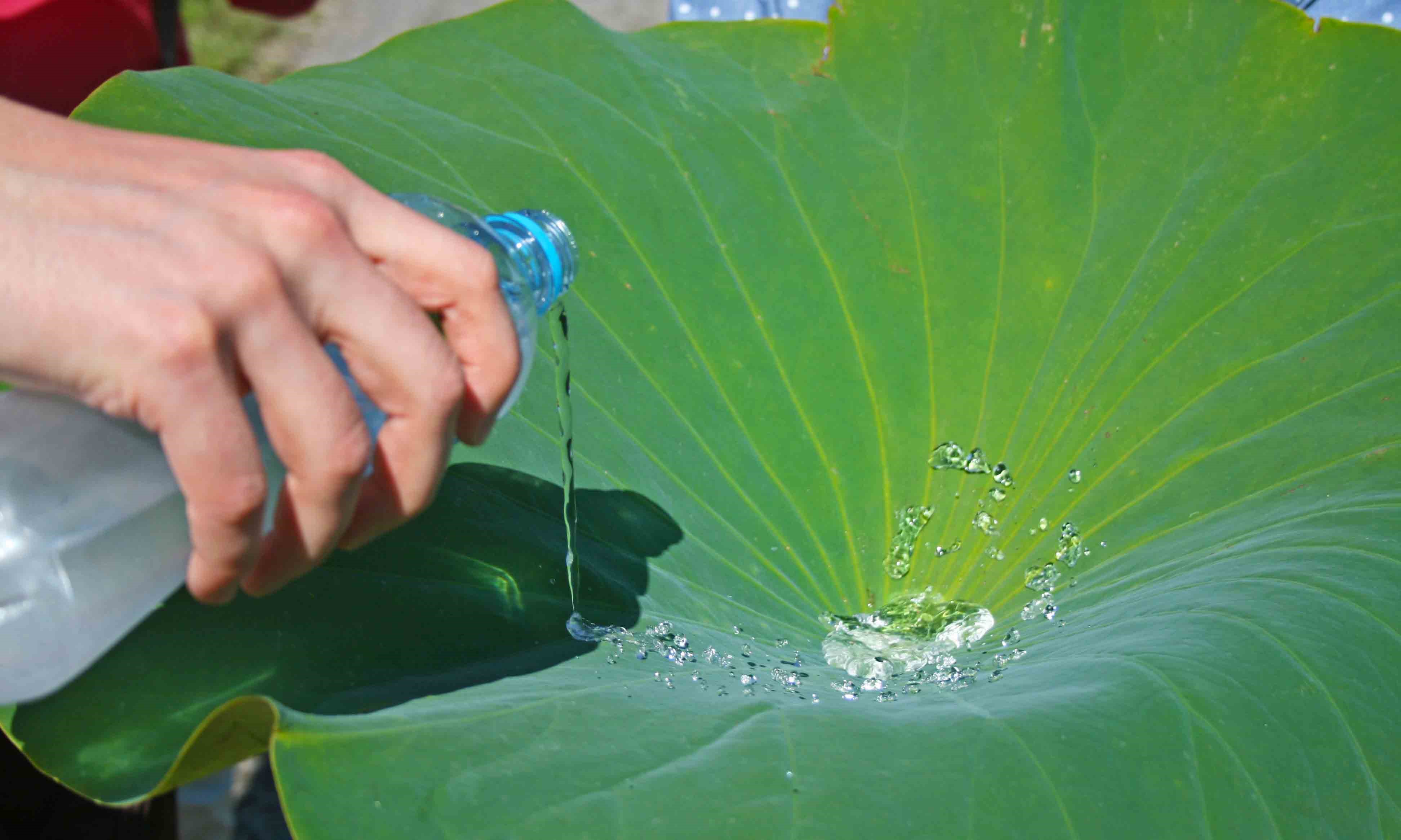 皇家墨爾本大學研發出一款可防水防油污的生物塑料