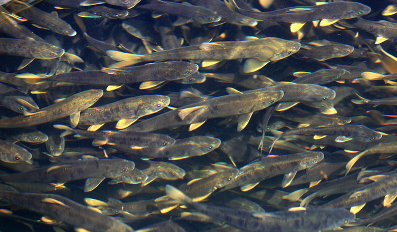 海濱藏城【湟魚洄游】一日游