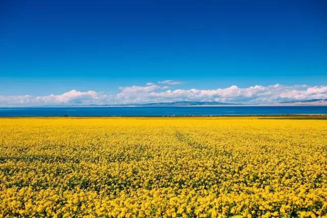 中國藍(lán)寶石湖泊青海湖純玩1日游