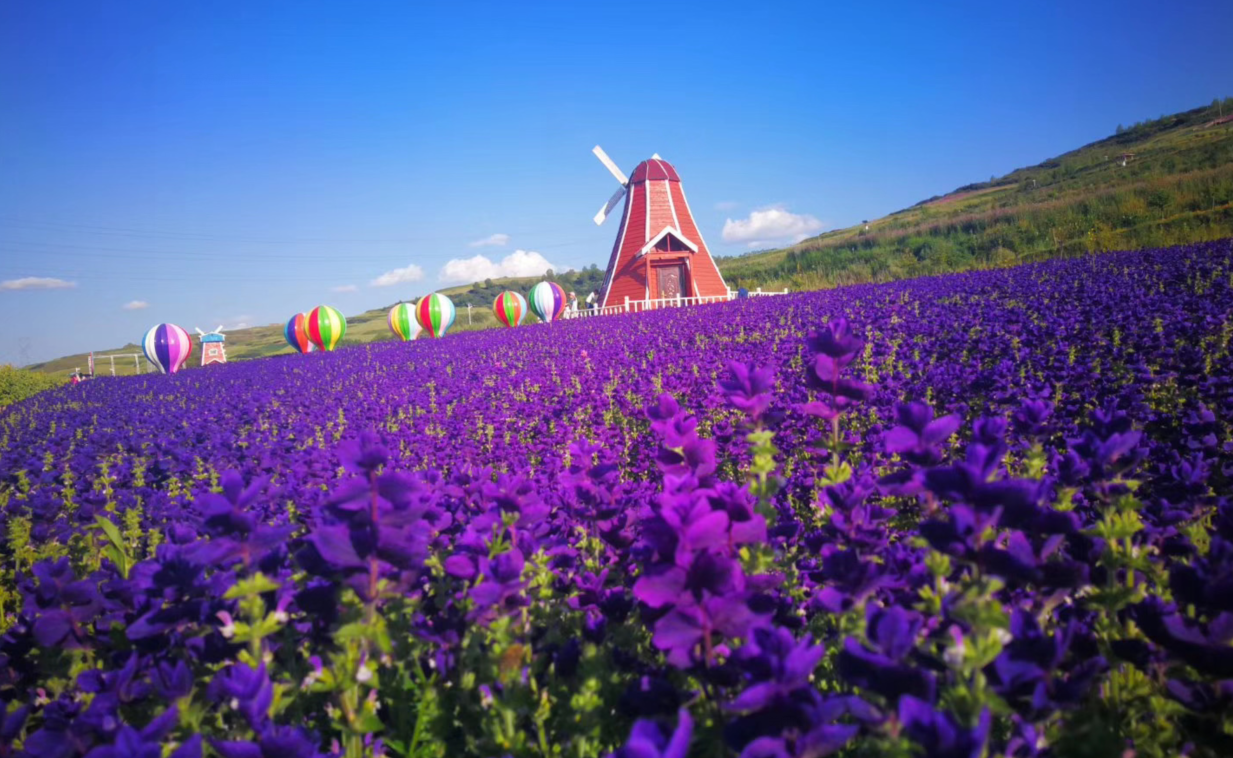 上山莊花海/千紫緣太空植物博覽園休閑一日游