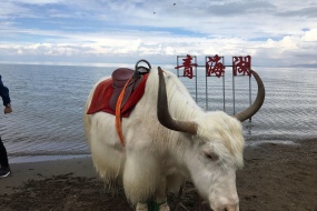 青海湖  茶卡純玩2日游